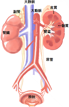 腎臓解剖図