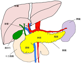 胆道の解剖図