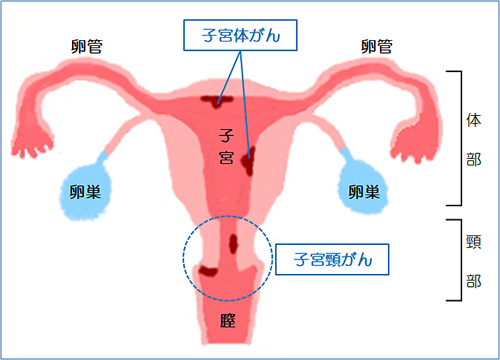 子宮解剖図