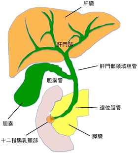 胆道の解剖図