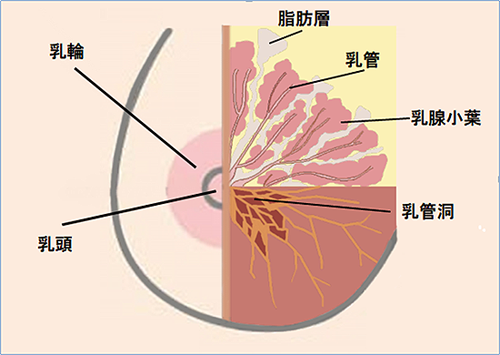 乳房について