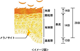 皮膚の解剖図①