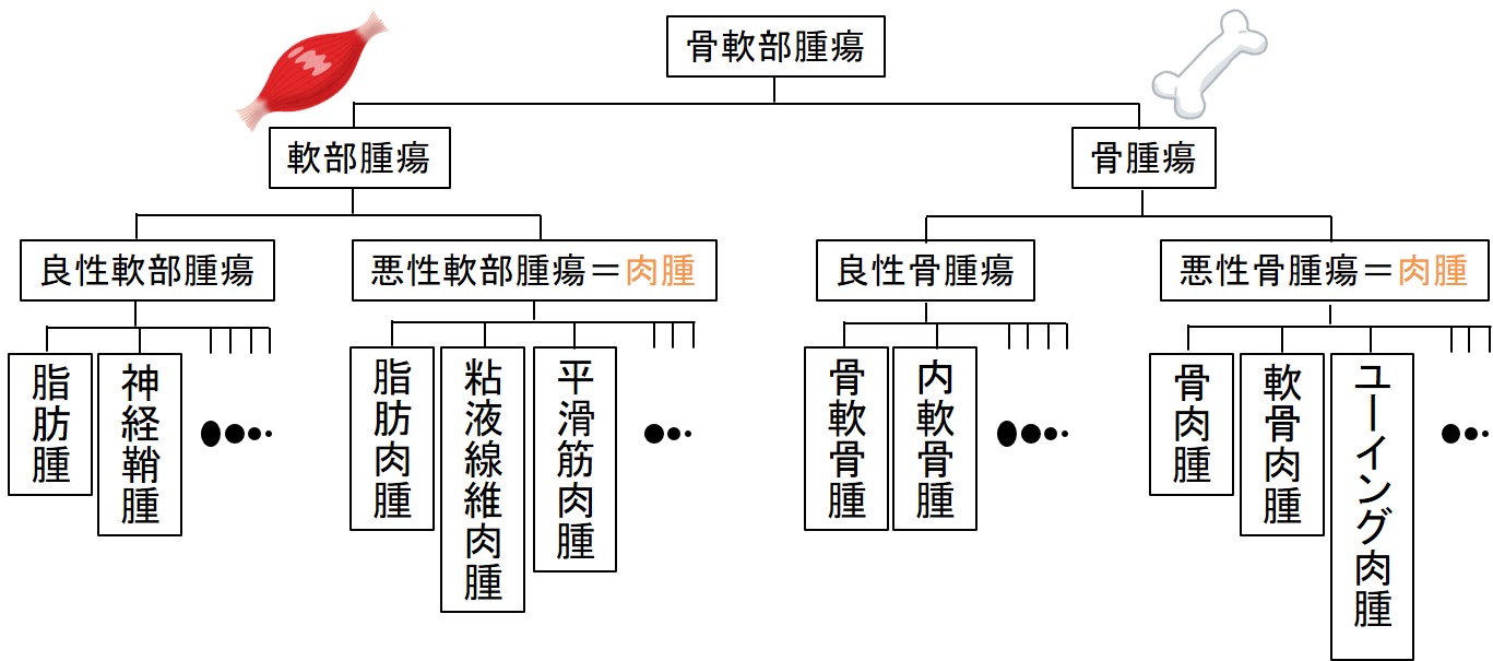 骨軟部腫瘍とは