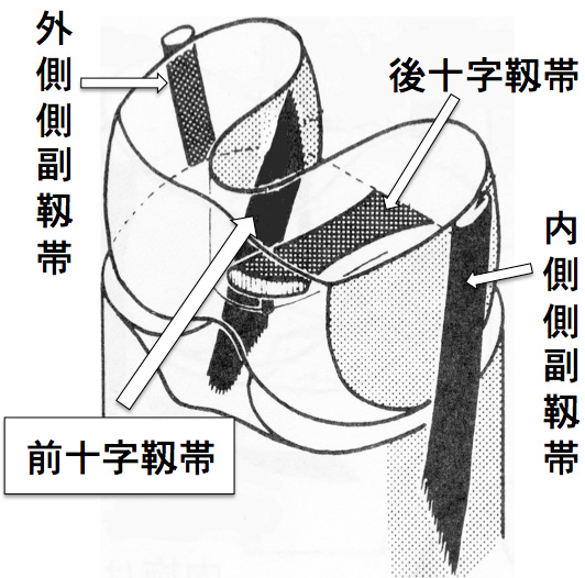 膝関節